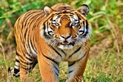 Nationwide plantation drive launched across 58 tiger reserves