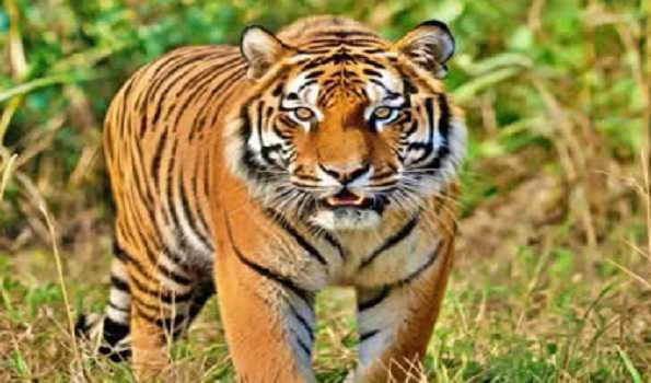 Nationwide plantation drive launched across 58 tiger reserves